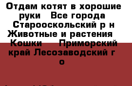 Отдам котят в хорошие руки - Все города, Старооскольский р-н Животные и растения » Кошки   . Приморский край,Лесозаводский г. о. 